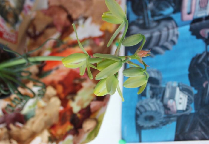Albuca Spiralis