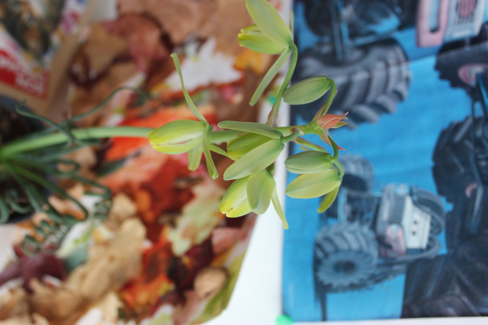 Albuca Spiralis