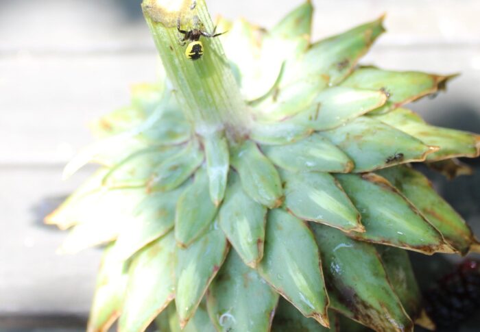 Petite araignée crabe