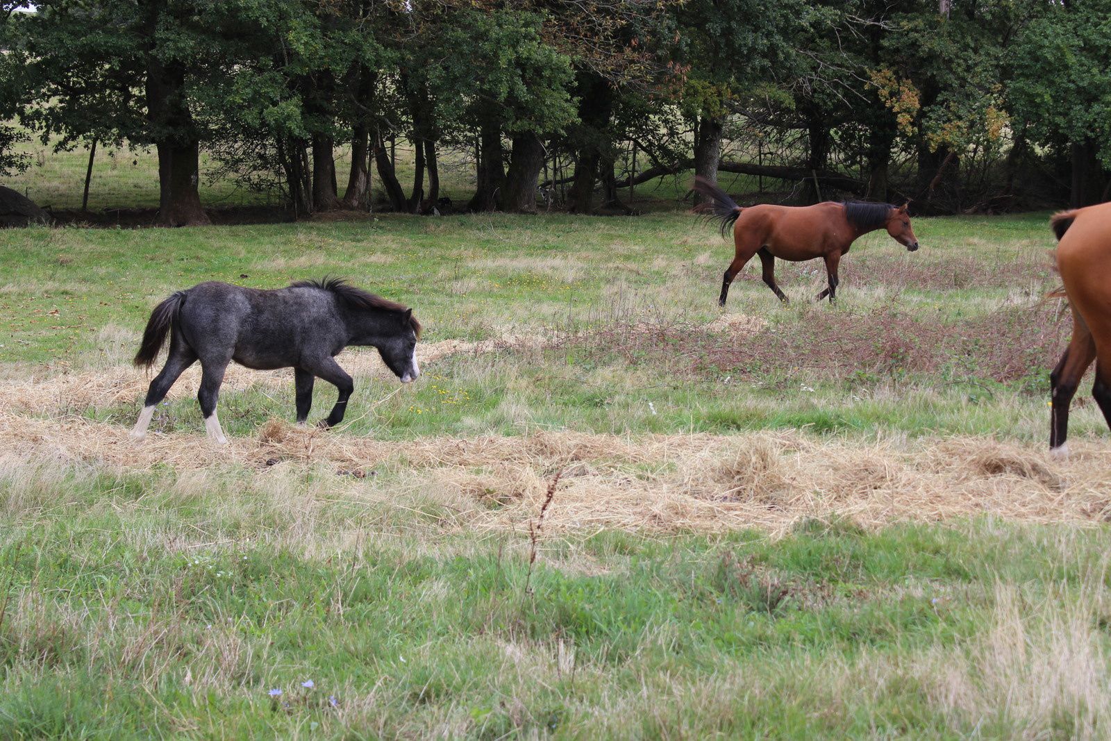 De ferme en ferme: les biches de Picarel