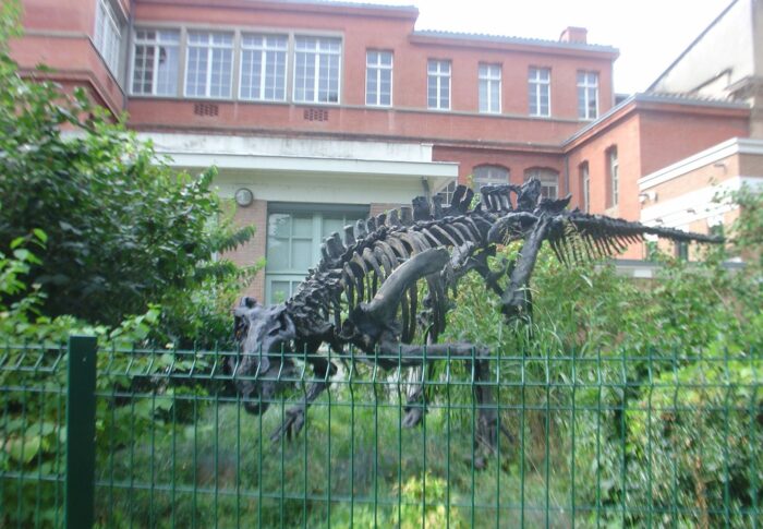 Le muséum de Toulouse