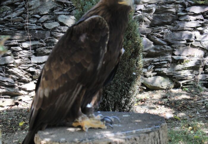 Les aigles d’Aure