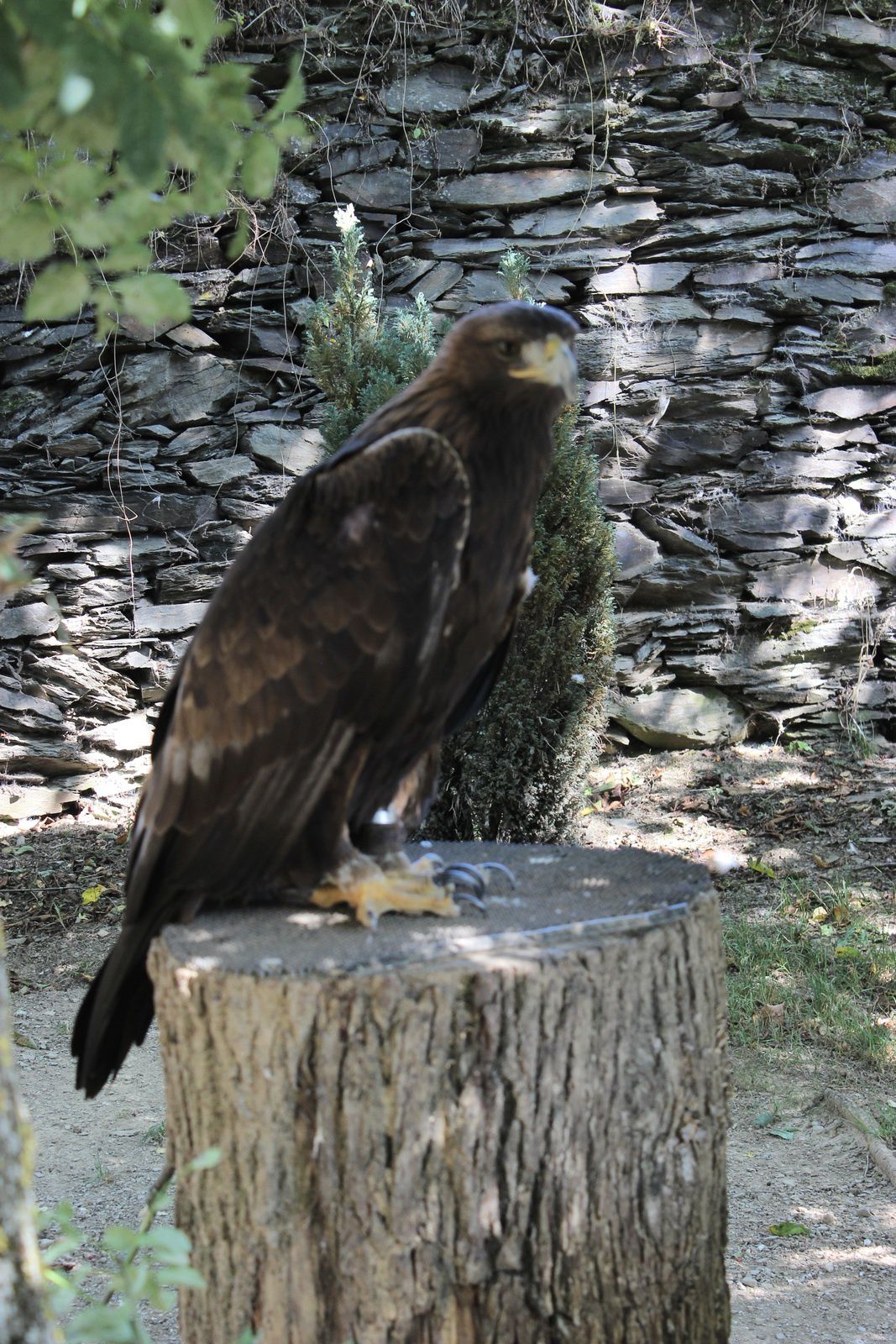 aigle royal