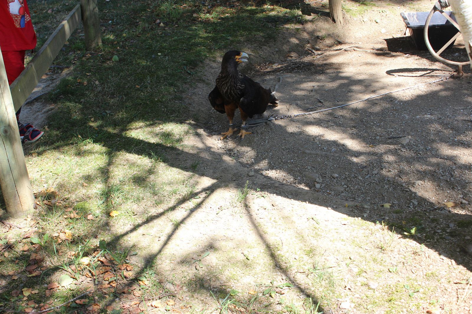 Les aigles d'Aure