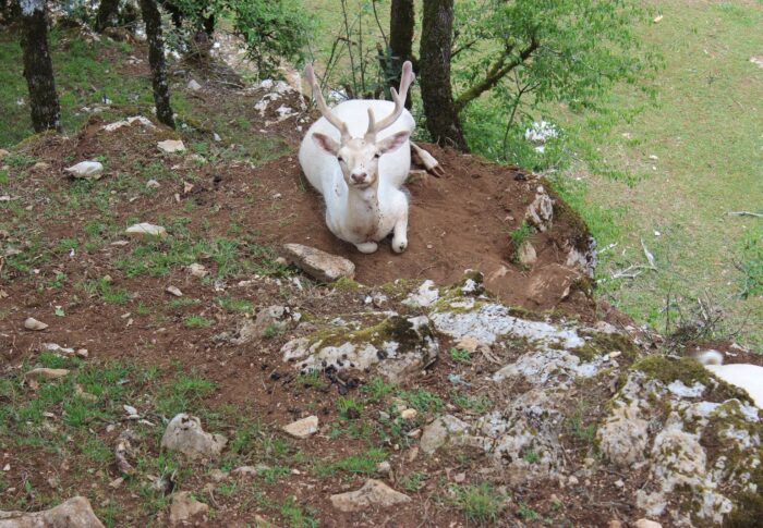 Le parc animalier de Gramat