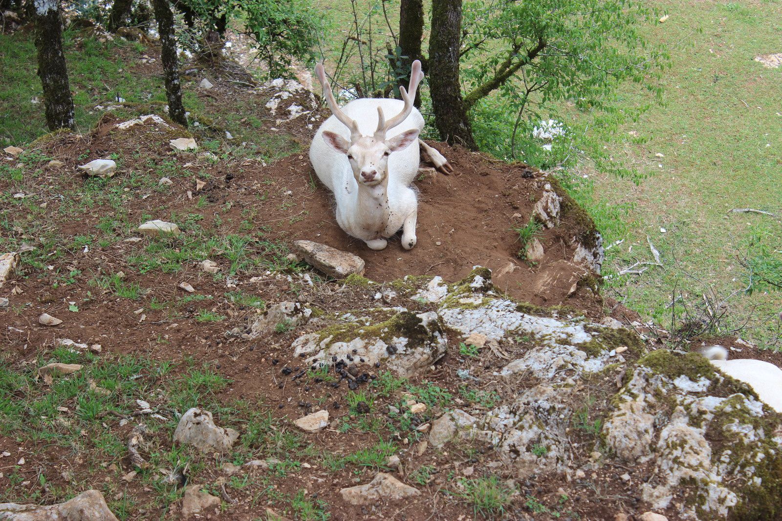 Le parc animalier de Gramat