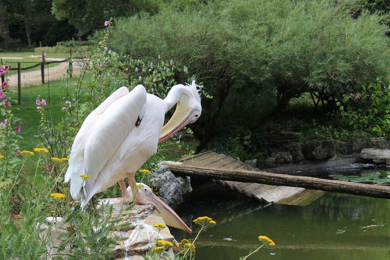 Le parc animalier de Gramat