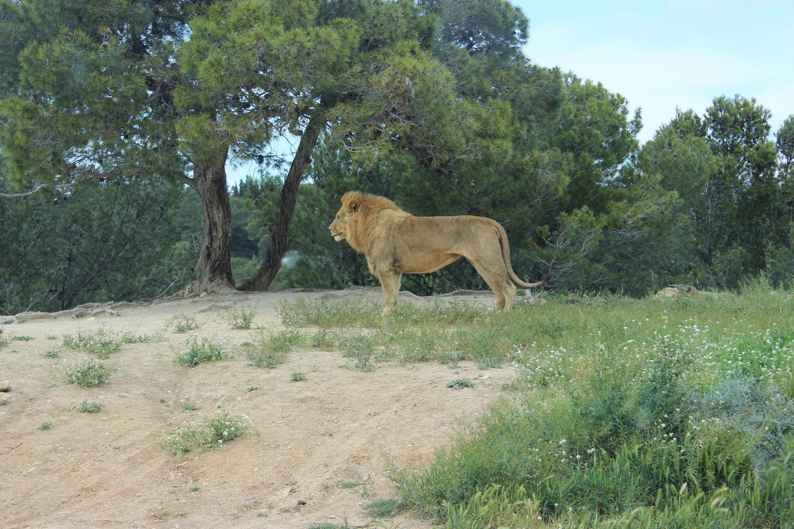La réserve africaine de Sigean