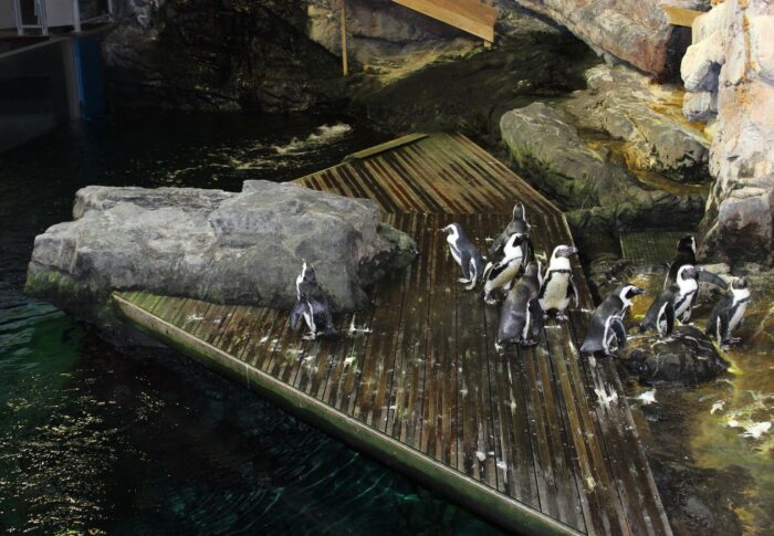 L’aquarium de Montpellier : Mare Nostrum