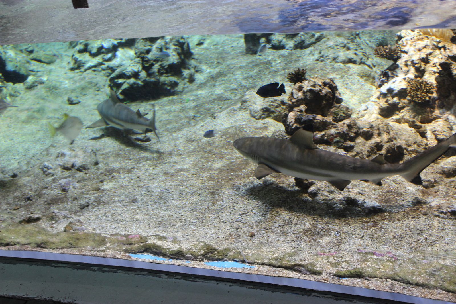 L'aquarium de Montpellier: Mare Nostrum