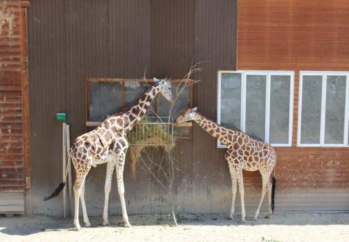 Le zoo des 3 vallées