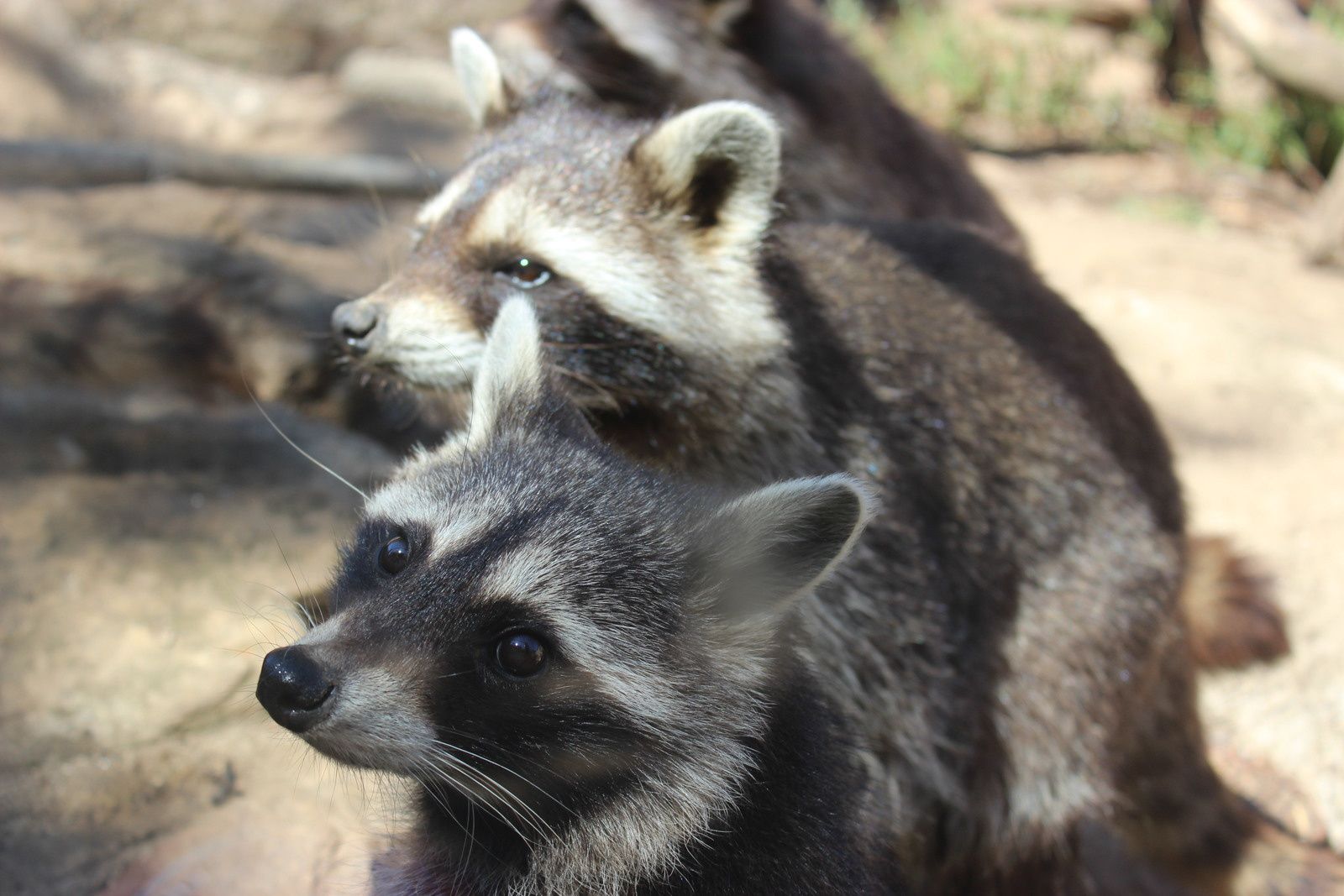 Le zoo des 3 vallées