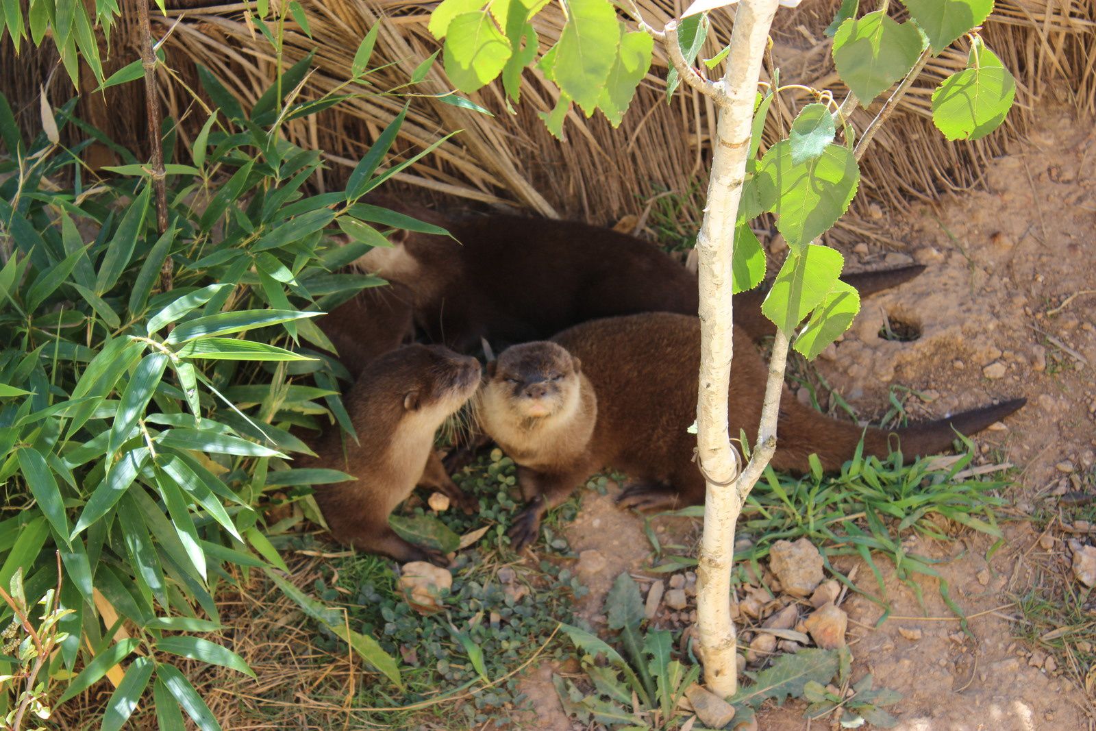 Le zoo des 3 vallées