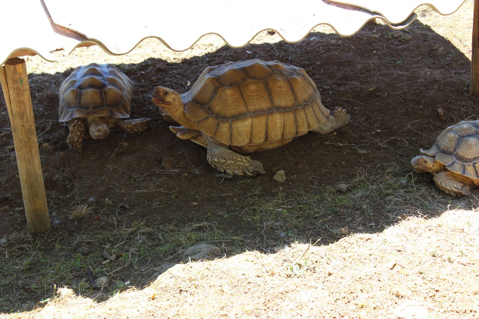 La ferme des reptiles