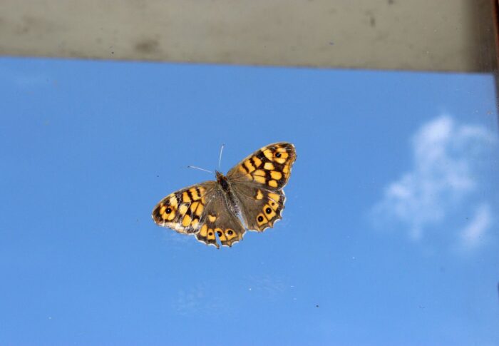 Papillons de juin