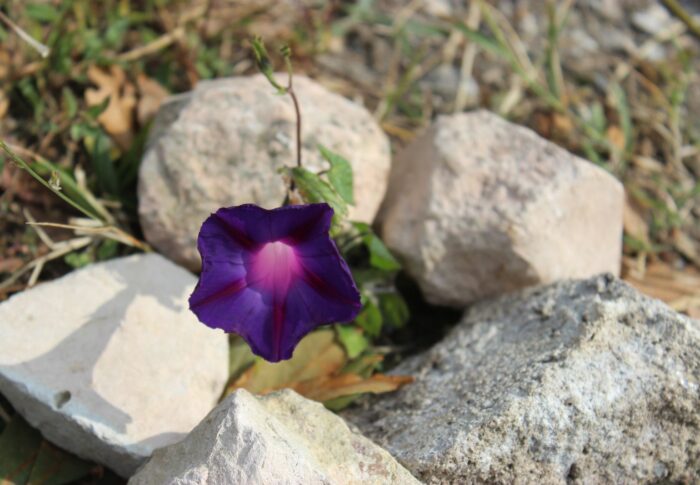Belle de jour au jardin