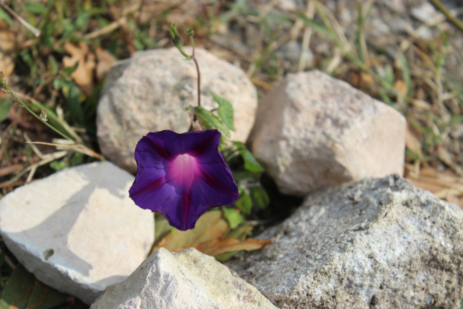 Belle de jour au jardin
