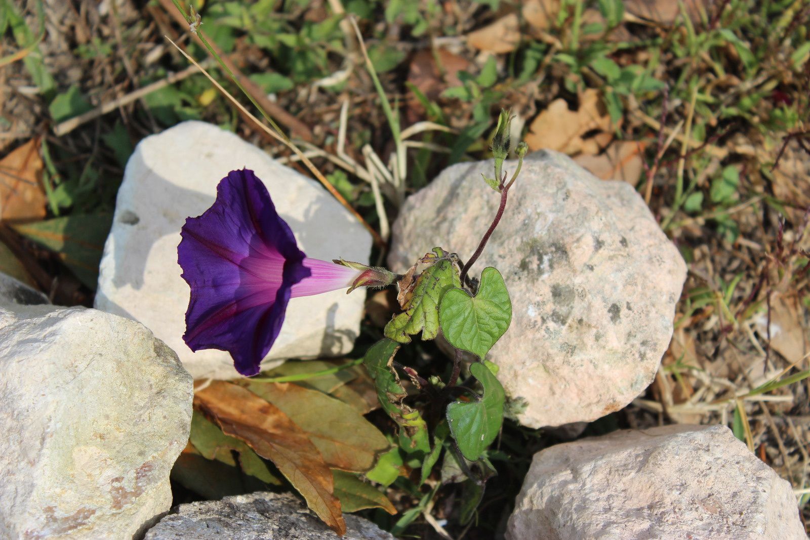 Belle de jour au jardin