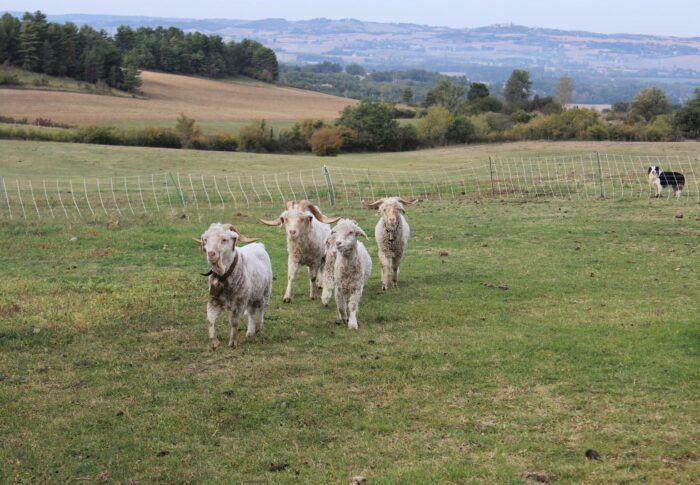 De ferme en ferme à Saint Férréol à Lapouticario