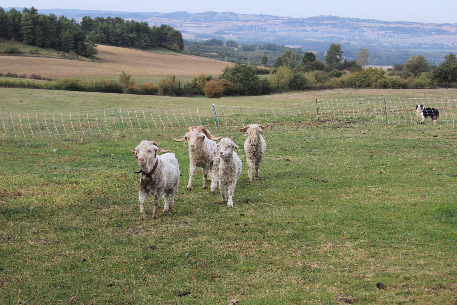 De ferme en ferme à Saint Férréol à Lapouticario