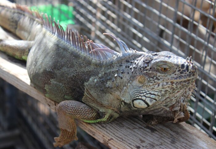 L’iguana house à Torreilles