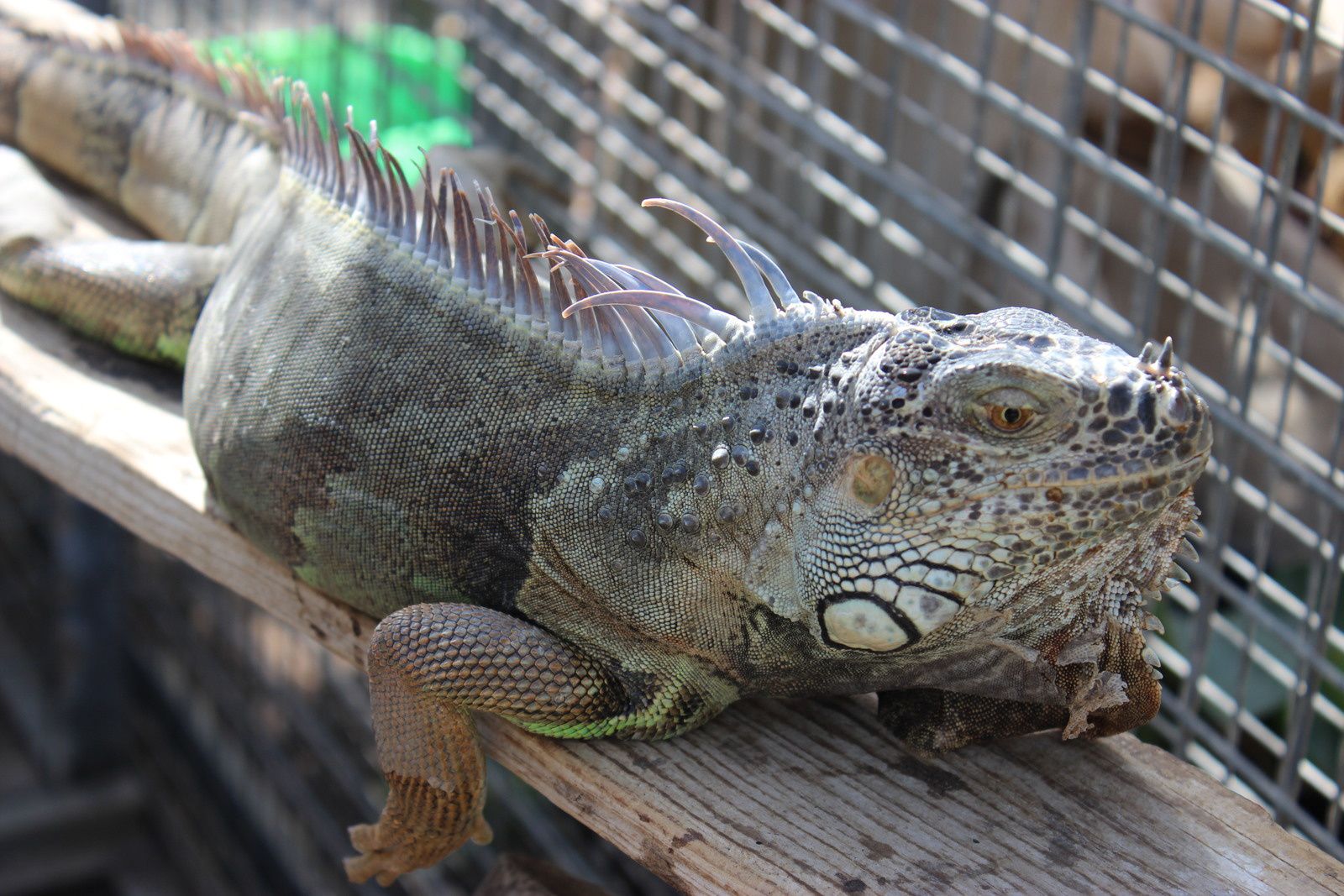 L'iguana house à Torreilles