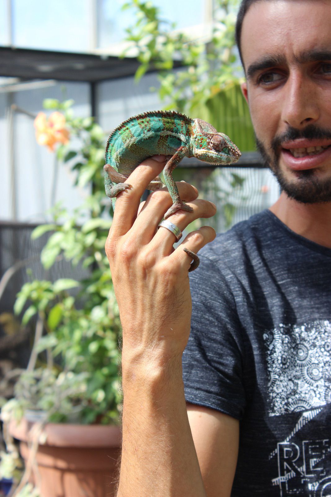 L'iguana house à Torreilles