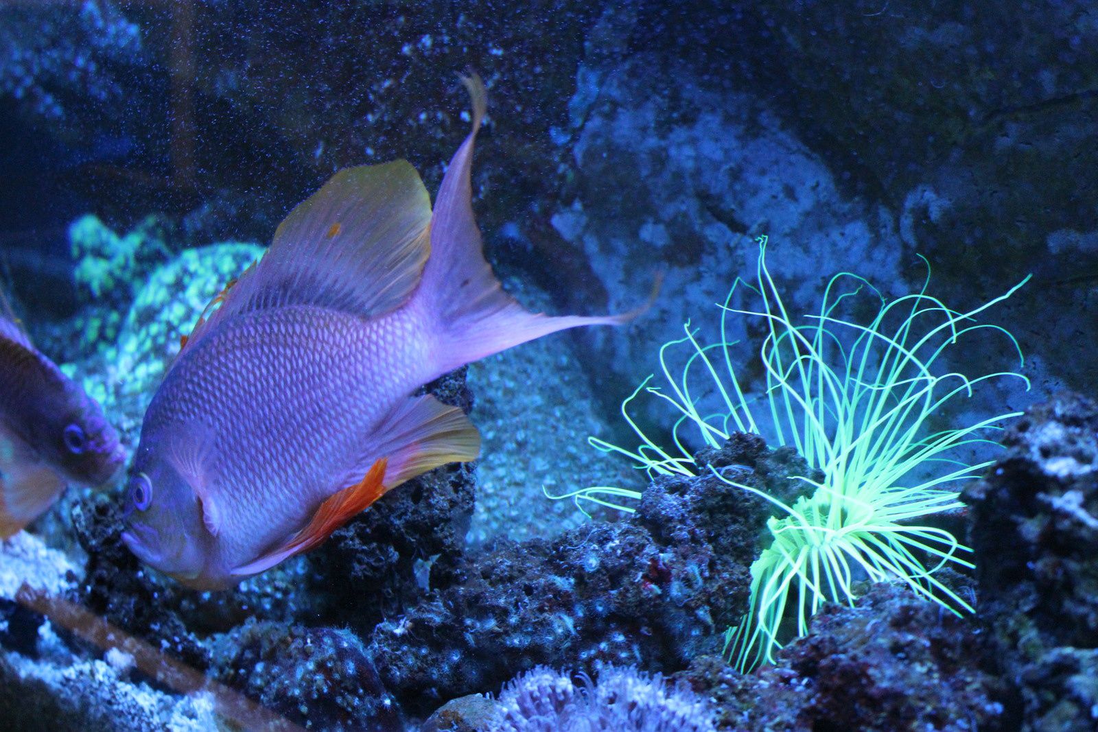 L'aquarium de Canet en Roussillon
