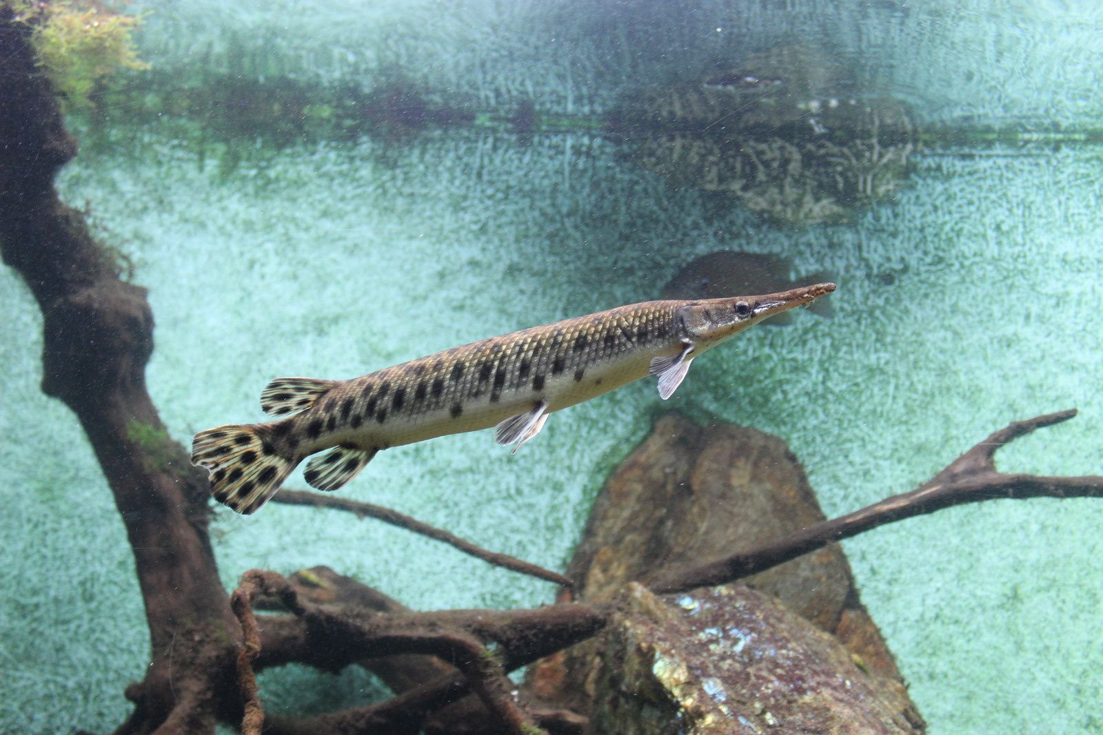 L'aquarium de Canet en Roussillon