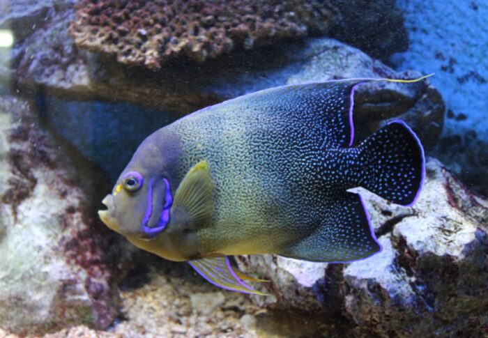 L’aquarium de Canet en Roussillon