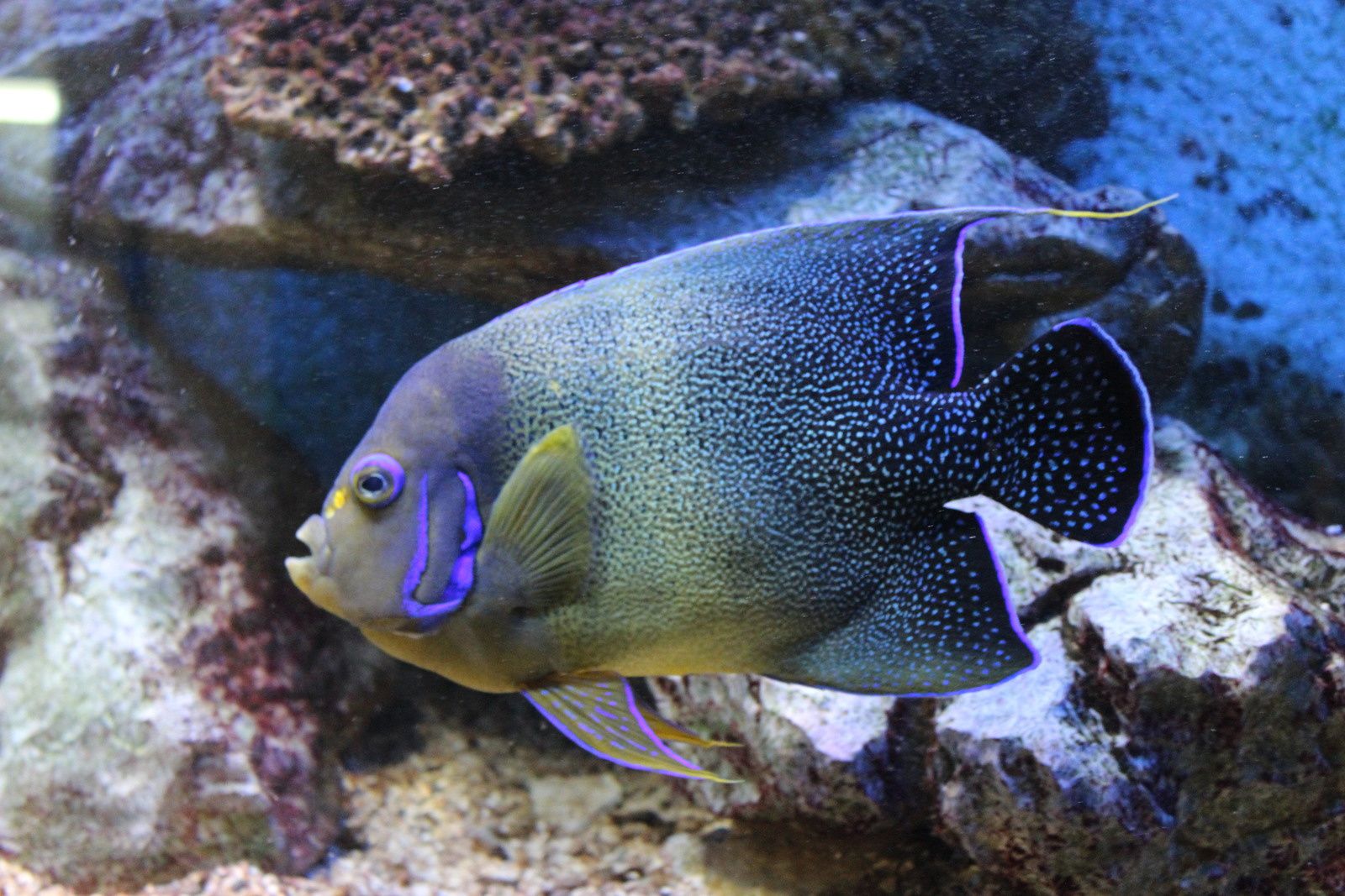 L'aquarium de Canet en Roussillon