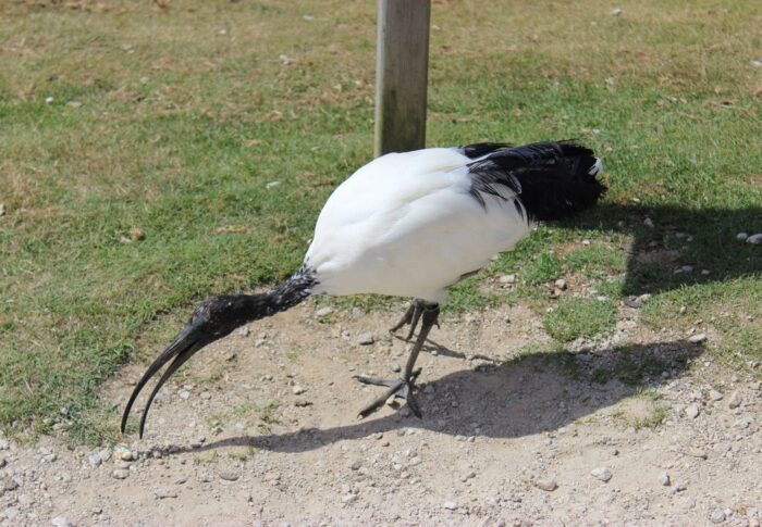 Le parc animalier de Branféré