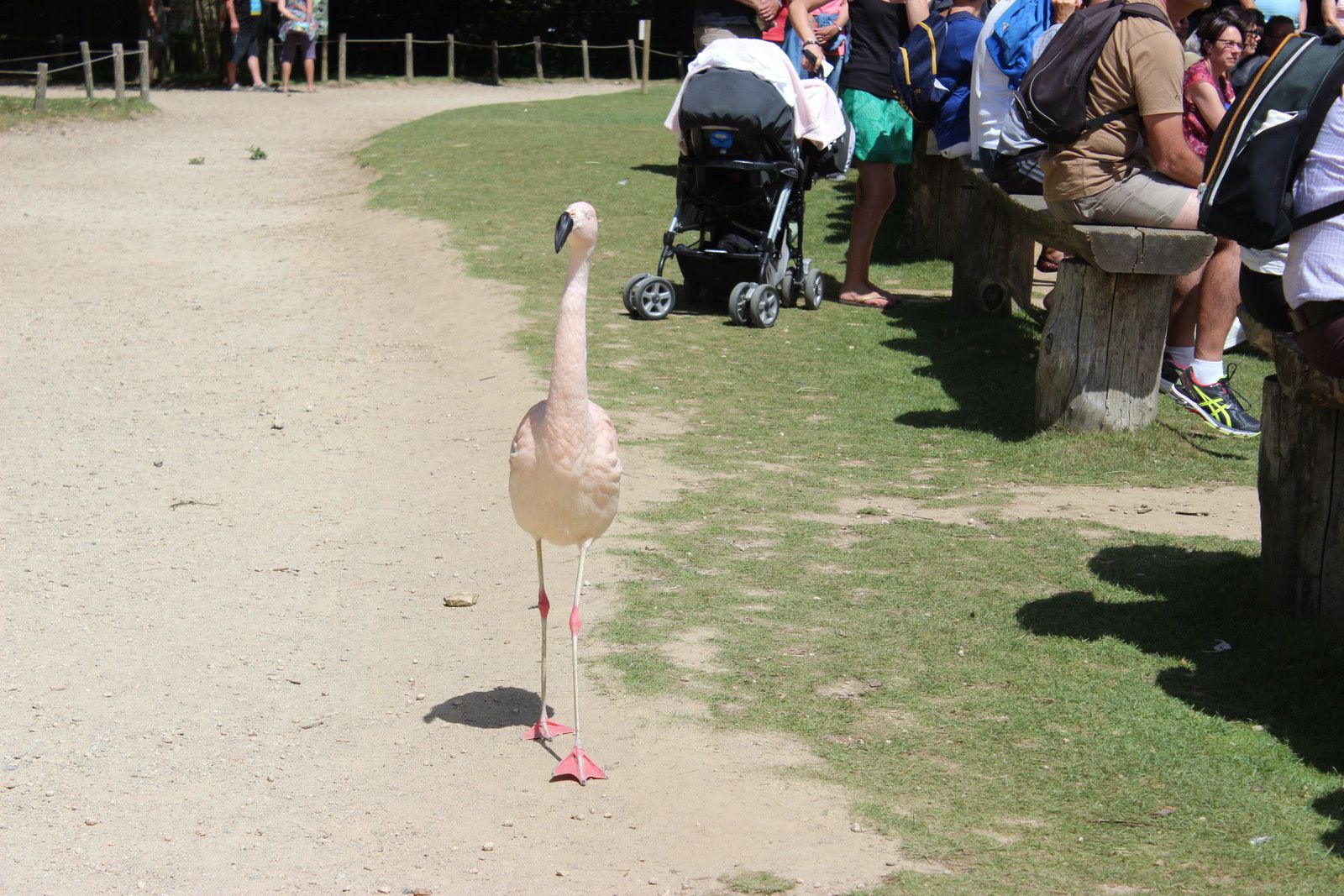 Le parc animalier de Branféré