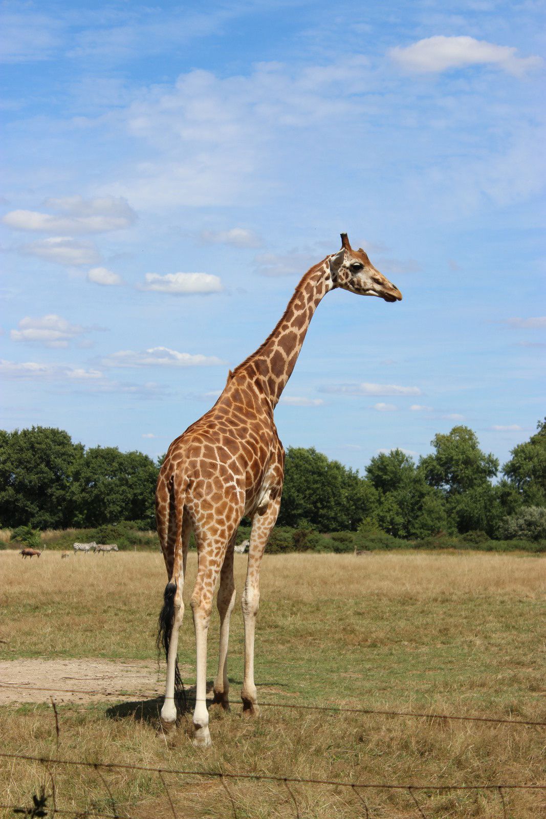 Le parc animalier de Branféré