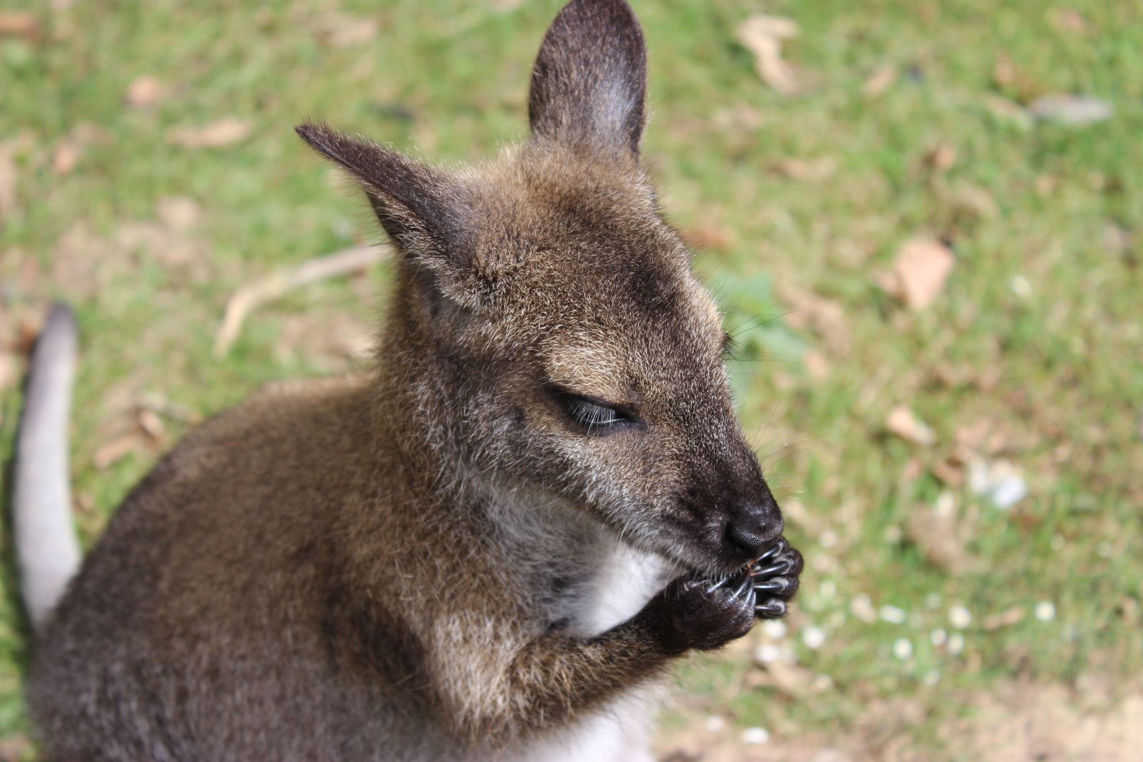 Le parc animalier de Branféré