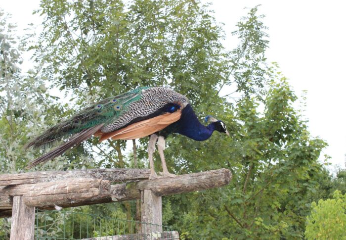 Parc ornithologique du Marais Poitevin