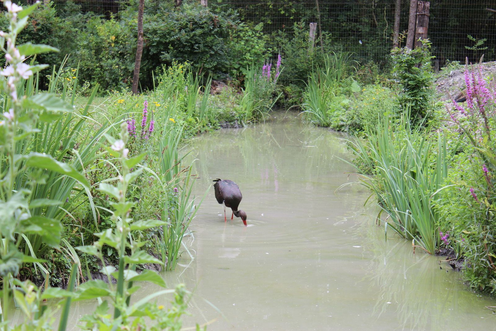 le marais poitevin
