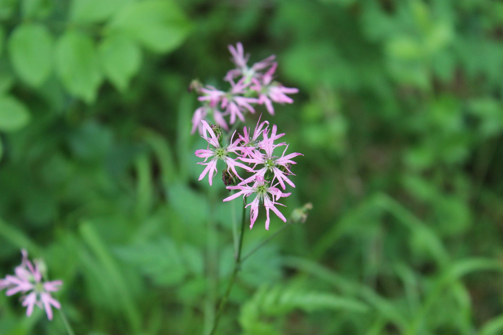 lychnis fleur de coucou vue en sous bois humide en mai