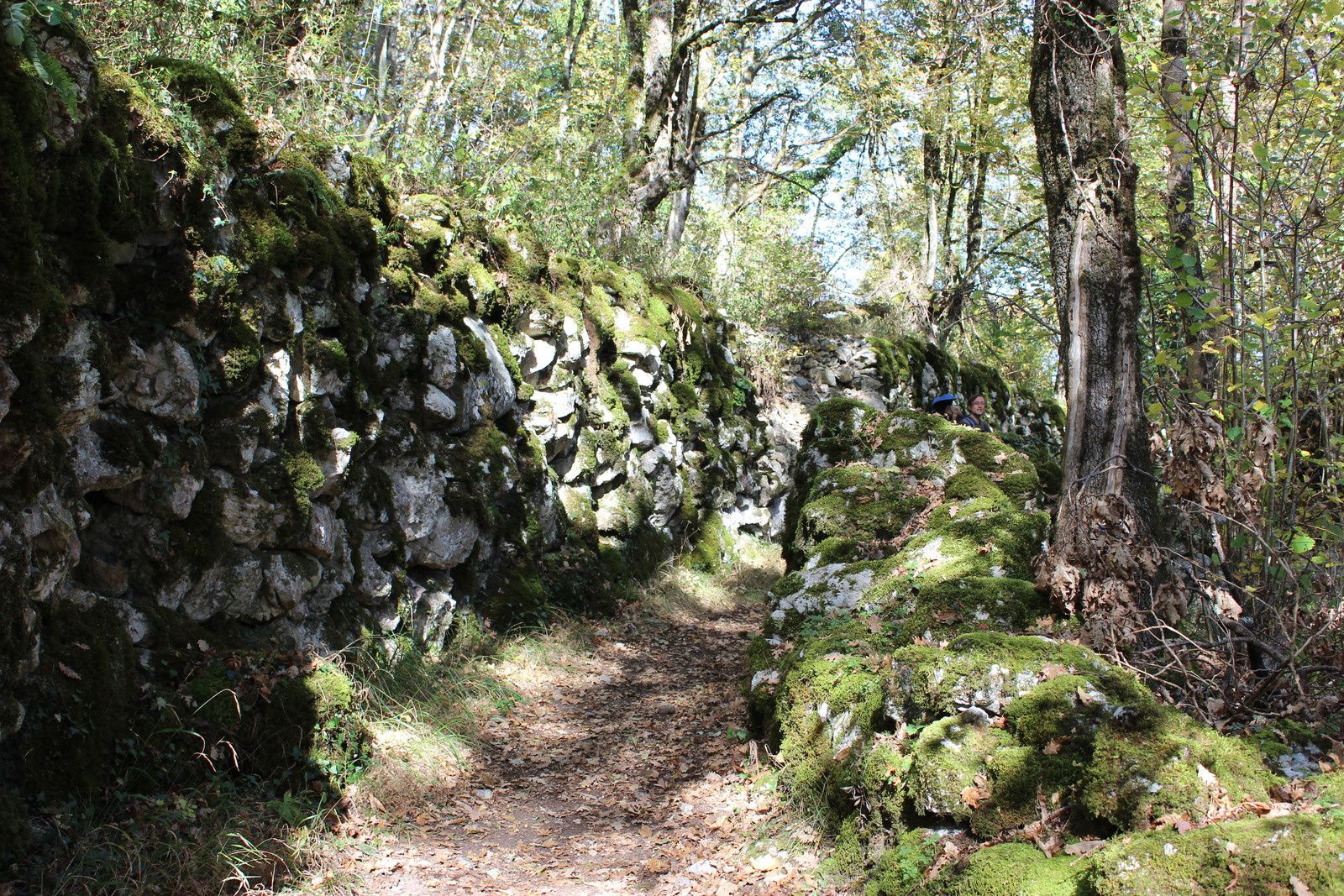 l'ancien village au milieu des hêtres et des chênes