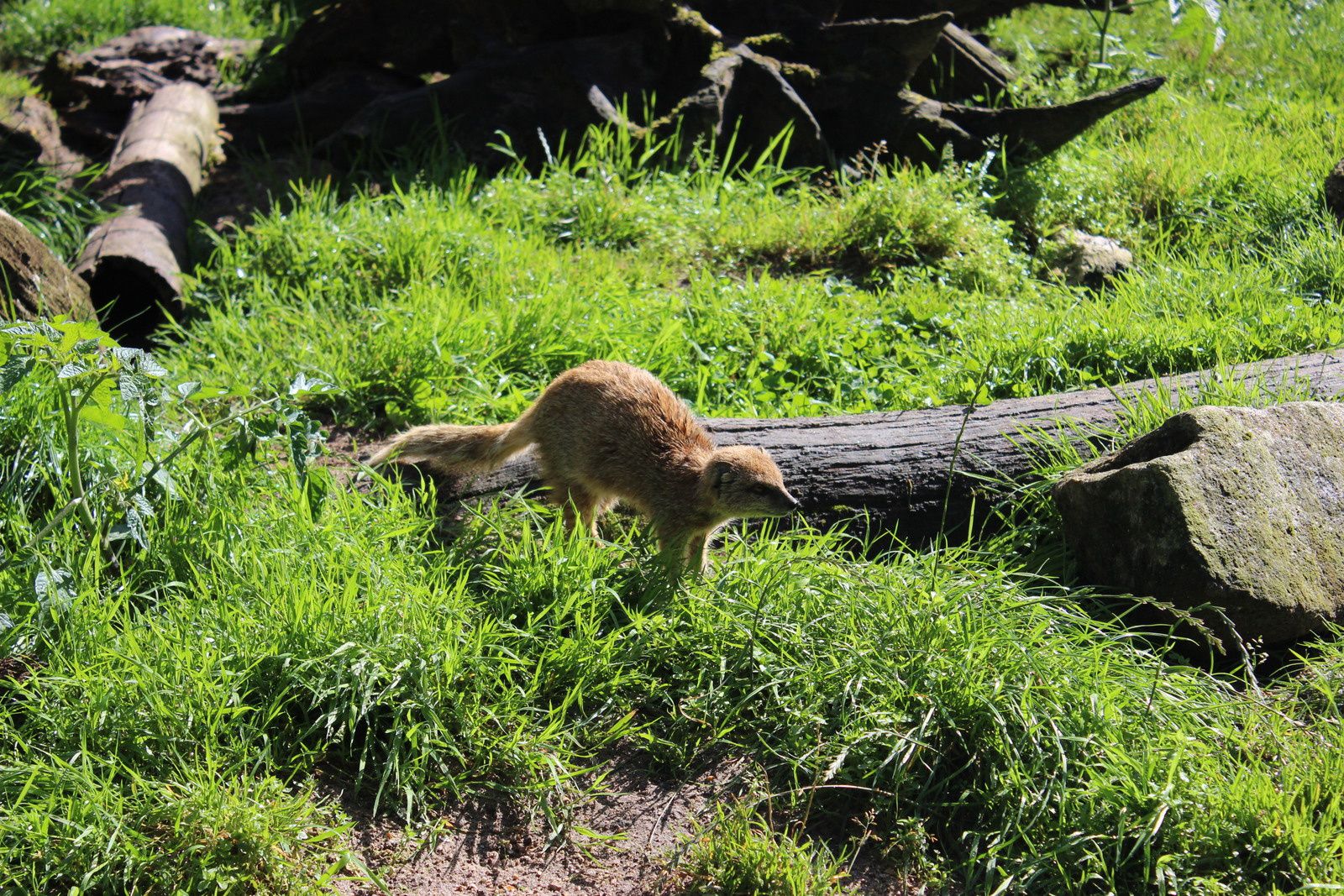 Petit aperçu de quelques animaux mais il y en a bien d'autres ...