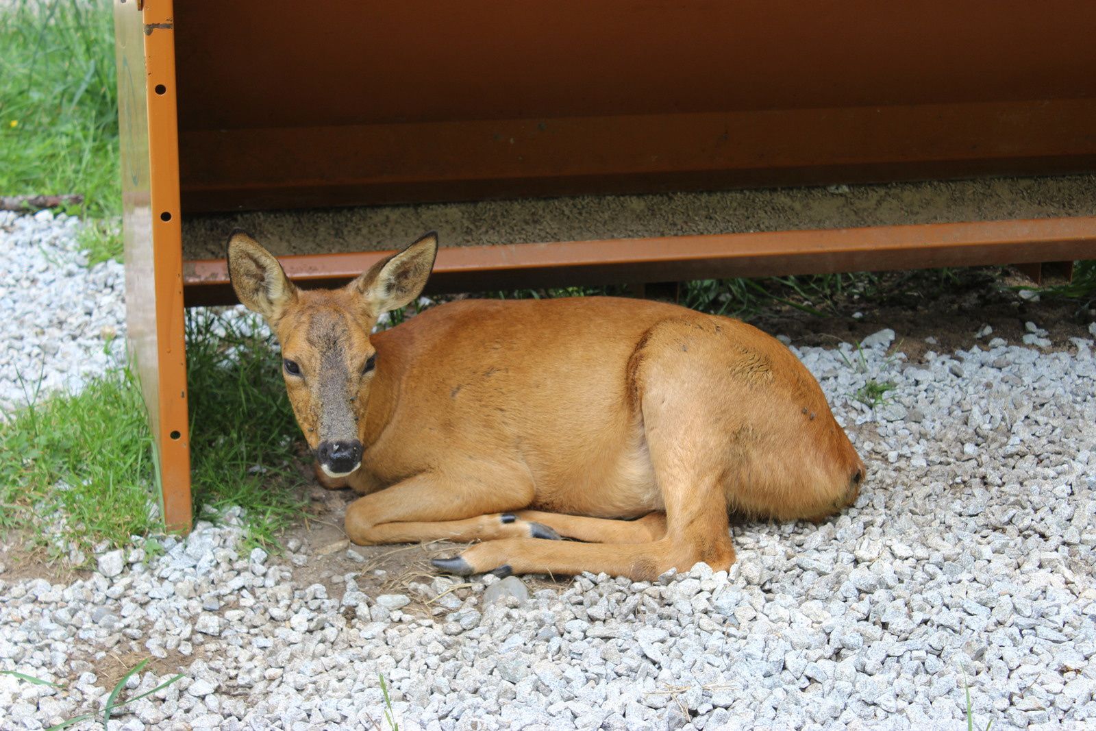 biche