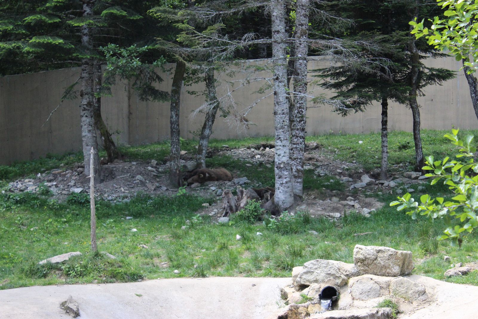 l'ours dort