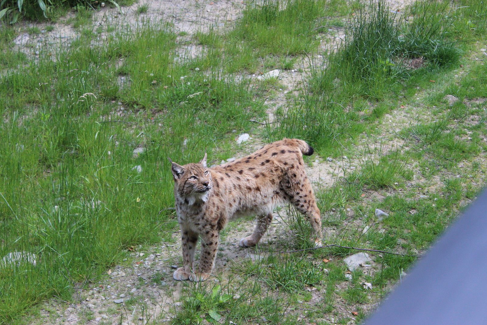 le lynx