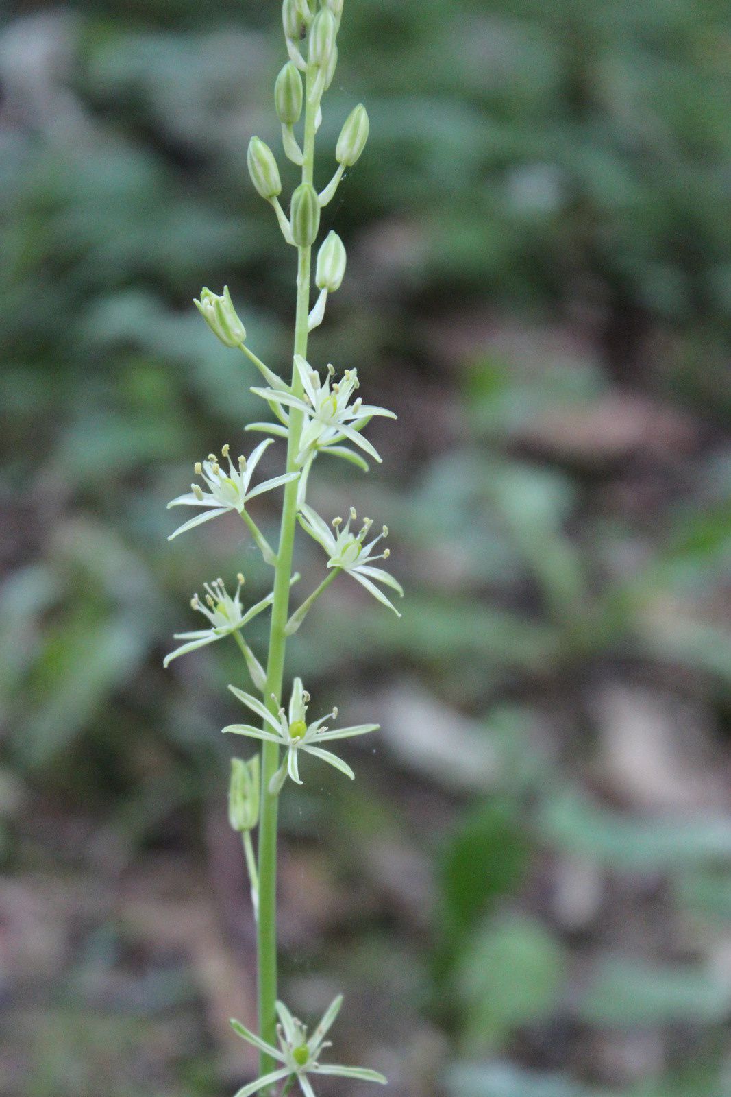 et la fleur mystère de la balade . ça ressemble à des phalangères fleur de lys.