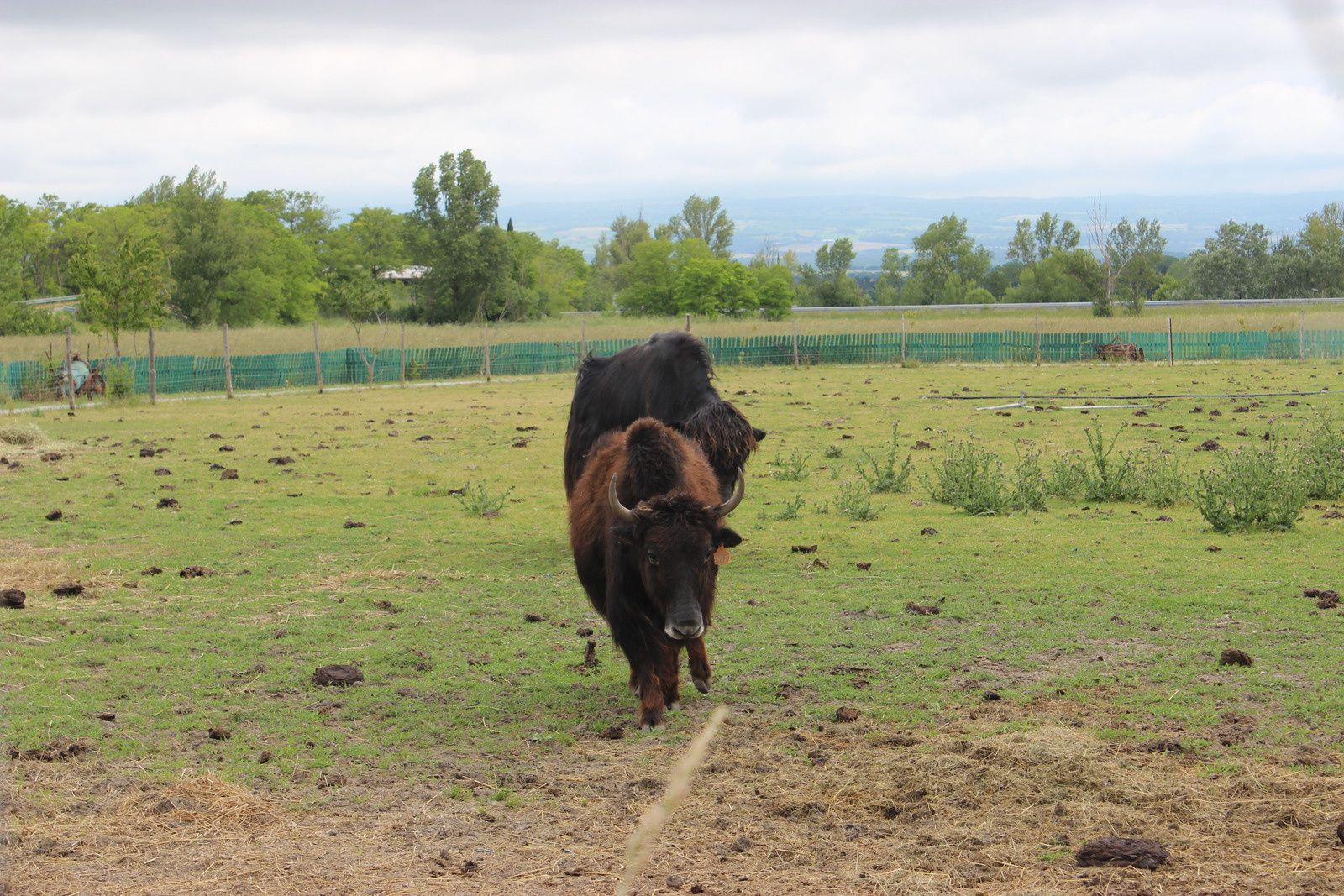 les yaks et les cochons