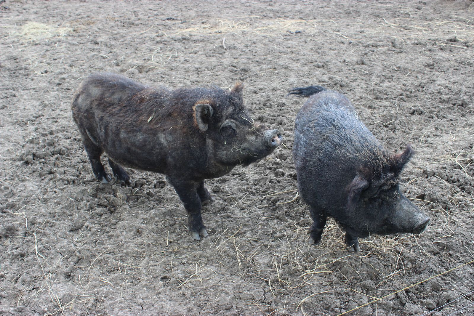 les yaks et les cochons
