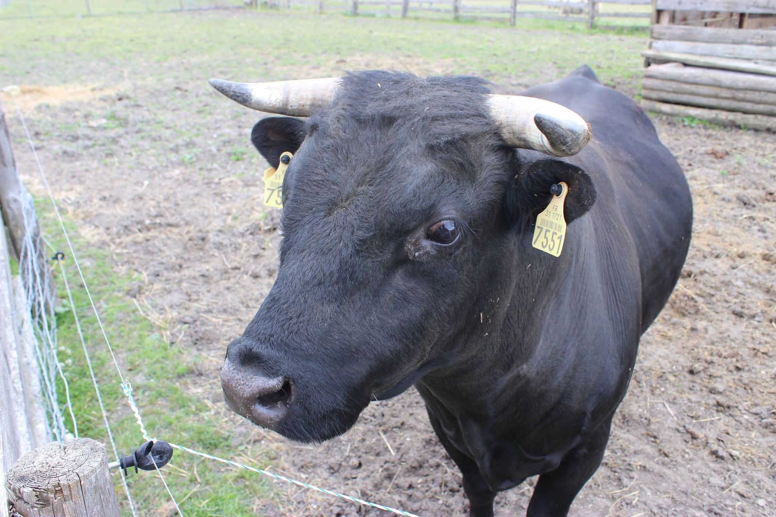 un dindon , vache et veau