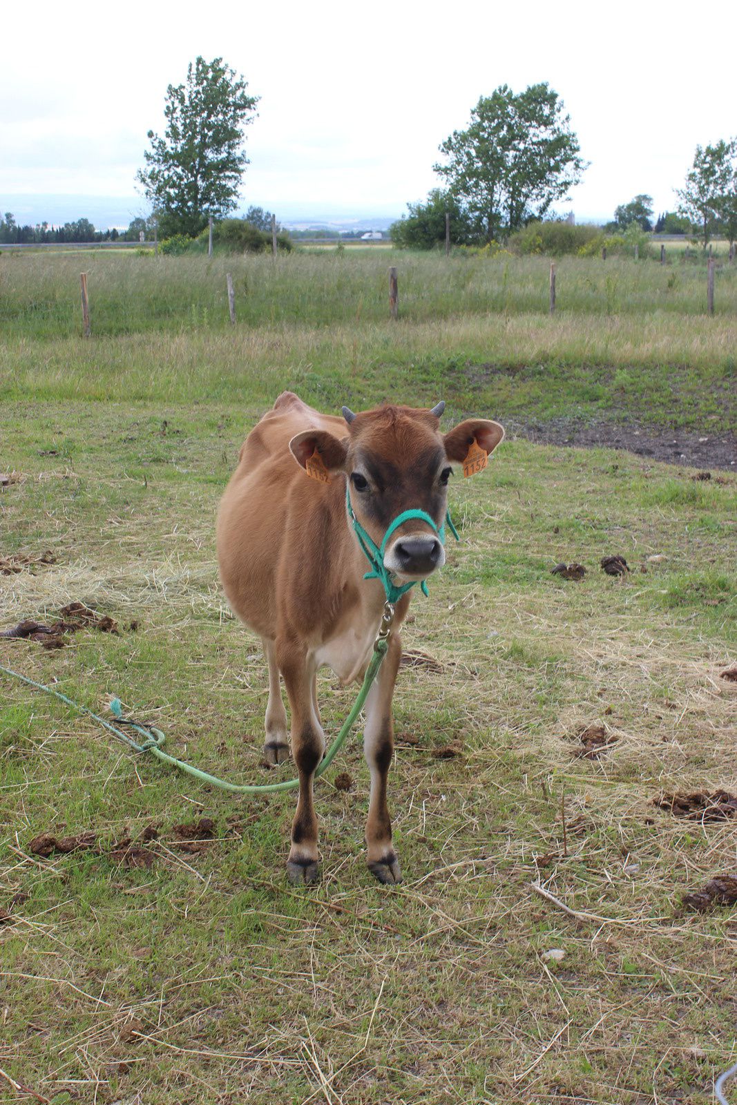 un dindon , vache et veau