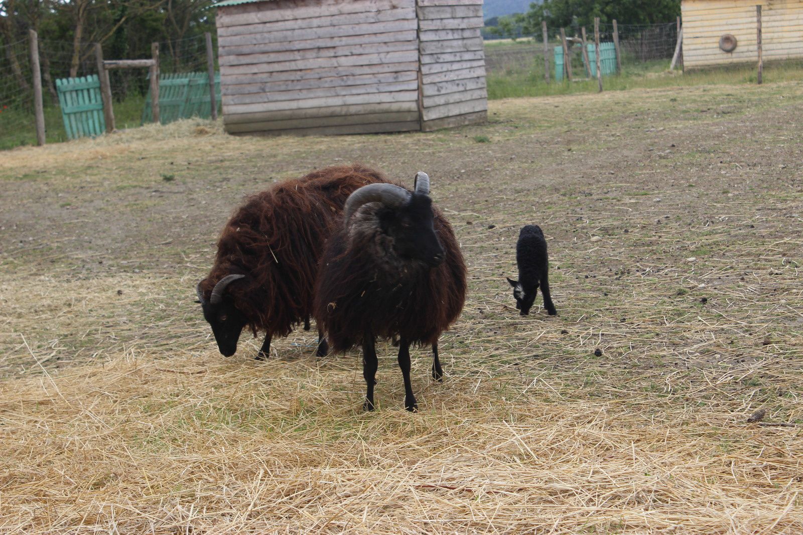 Plein de races diverses de moutons