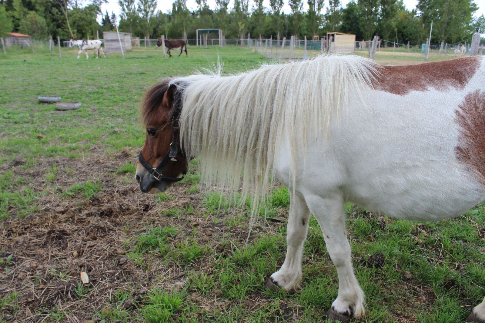 poneys